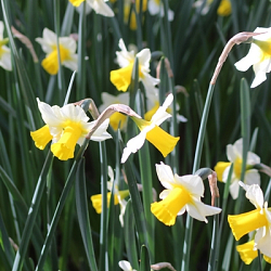 X 100 NARCISSUS GOLDEN ECHO 12/14