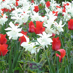 X 100 NARCISSUS TRIANDRUS THALIA 12/14