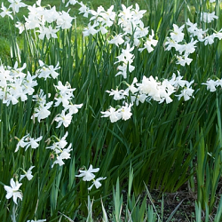 X 250 NARCISSUS TRIANDRUS THALIA 12/14
