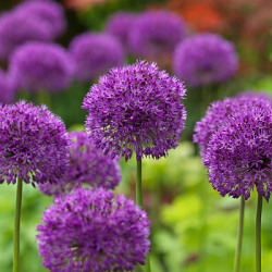 X 100 ALLIUM PURPLE SENSATION 12/14