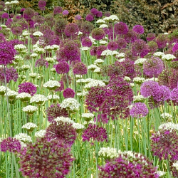 X 100 ALLIUM PURPLE SENSATION 12/14