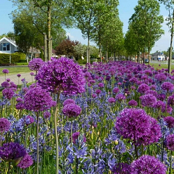 X 100 ALLIUM PURPLE SENSATION 12/14