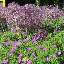 X   25 ALLIUM CHRISTOPHII 14/+
