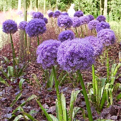 X   25 ALLIUM GLOBEMASTER 20/+