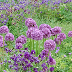 X   25 ALLIUM GLOBEMASTER 20/+