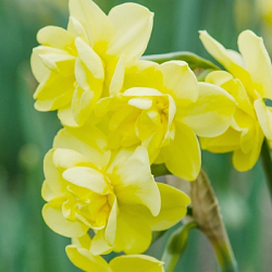 X 100 NARCISSUS YELLOW CHEERFULNESS 12/14