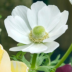 X 100 ANEMONE CORONARIA BRIDE 5/6
