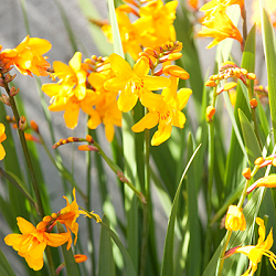 X 100 CROCOSMIA GEORGE DAVISON 8/+