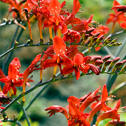 X 100 CROCOSMIA LUCIFER 10/+