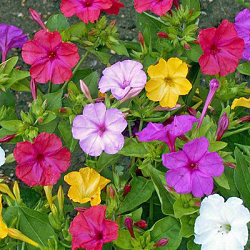 X 25 MIRABILIS JALAPA I