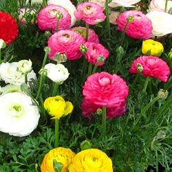 X 100 RANUNCULUS MIX 6/7