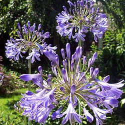 X 25 AGAPANTHUS BLUE GIANT 1/2
