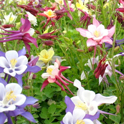 X 25 AQUILEGIA MIX I