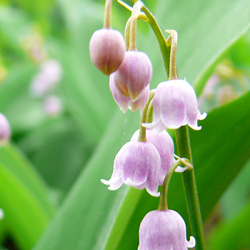 X 25 CONVALLARIA MAJALIS ROSEA I