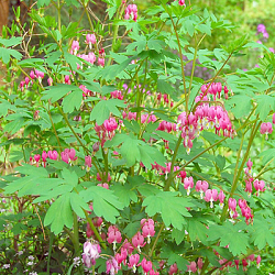 X 25 DICENTRA SPECTABILIS 2/3