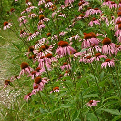 X 25 ECHINACEA PURPUREA  I