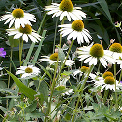 X 25 ECHINACEA WHITE SWAN  I