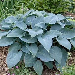 X 25 HOSTA TARDIANA HALCYON I