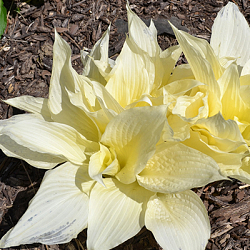 X 25 HOSTA WHITE FEATHER I