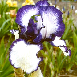 X 25 IRIS GERMANICA LOOP THE LOOP I