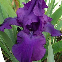 X 25 IRIS GERMANICA NIGHT OWL I