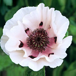 X 25 PAPAVER PERRYS WHITE I