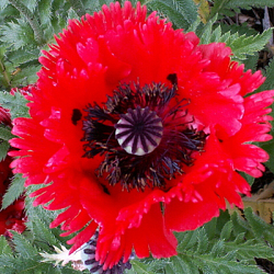 X 25 PAPAVER TURKENLOUIS I
