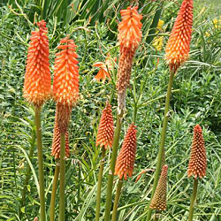 X 25 TRITOMA (KNIPHOFIA) ALCAZAR I