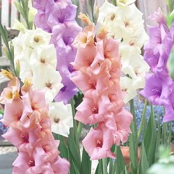 X 100 GLADIOLUS PASTEL MIX  12/14