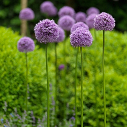 X   25 ALLIUM GLADIATOR 20/+