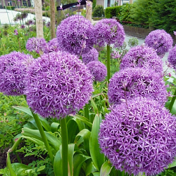 X   25 ALLIUM GLOBEMASTER 20/+