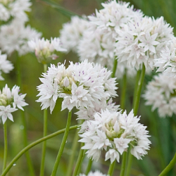X 100 ALLIUM GRACEFUL BEAUTY 6/+