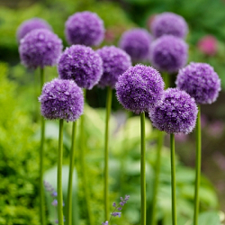 X   25 ALLIUM HIS EXCELLENCY 18/20