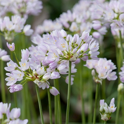 X 100 ALLIUM ROSEUM 5/+