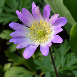 X 250 ANEMONE SPECIES BLANDA CHARMER 5/+