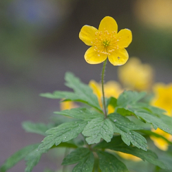X 100 ANEMONE SPECIES RANUNCULOIDES I