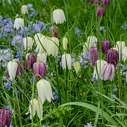 X 250 FRITILLARIA MELEAGRIS MIX 6/7