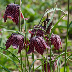 X 250 FRITILLARIA MELEAGRIS MIX 6/7