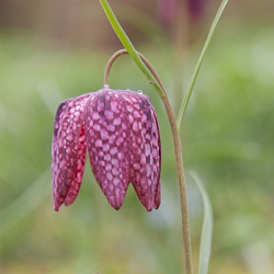X 250 FRITILLARIA MELEAGRIS MIX 6/7