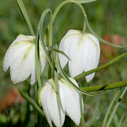 X 100 FRITILLARIA MELEAGRIS ALBA 5/+