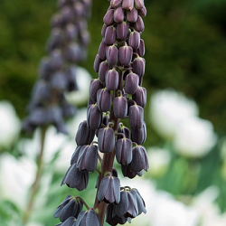 X   25 FRITILLARIA PERSICA 20/24