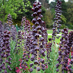 X   25 FRITILLARIA PERSICA 20/24