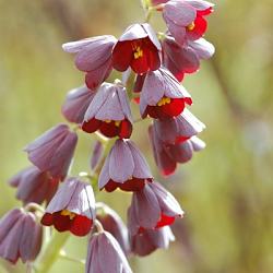 X   25 FRITILLARIA PERSICA 20/24