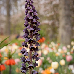 X   25 FRITILLARIA PERSICA 20/24