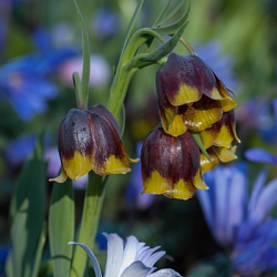 X 100 FRITILLARIA SPECIES MICHAILOVSKYI 5/+