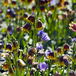 X 100 FRITILLARIA SPECIES MICHAILOVSKYI 5/+