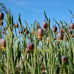 X 100 FRITILLARIA SPECIES UVA-VULPIS  6/7