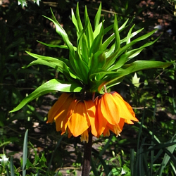 X   25 FRITILLARIA IMP. AURORA 24/+