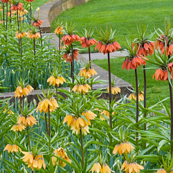 X   25 FRITILLARIA IMP. AURORA 24/+