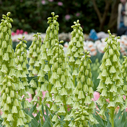 X   10 FRITILLARIA PERSICA IVORY BELLS 20/+